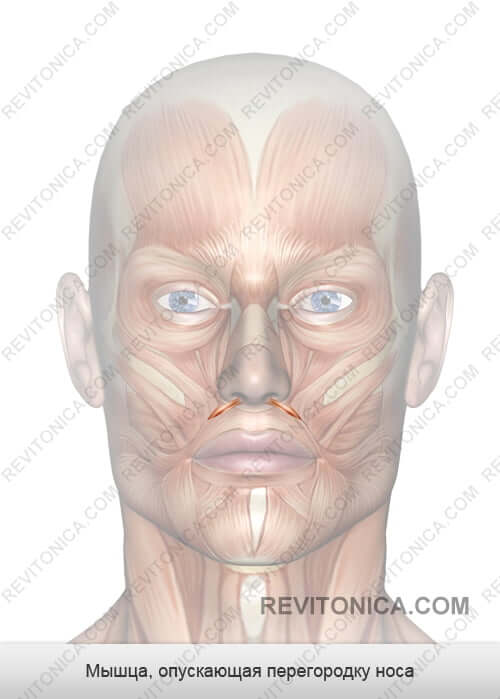 Мышцы прикрепляющиеся к костям черепа кожа лица thumbnail
