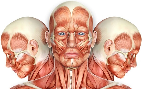 Анатомия мышц лица